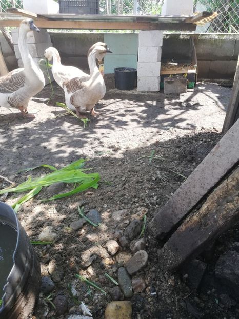  - A1 Gâște Africane matca 2019