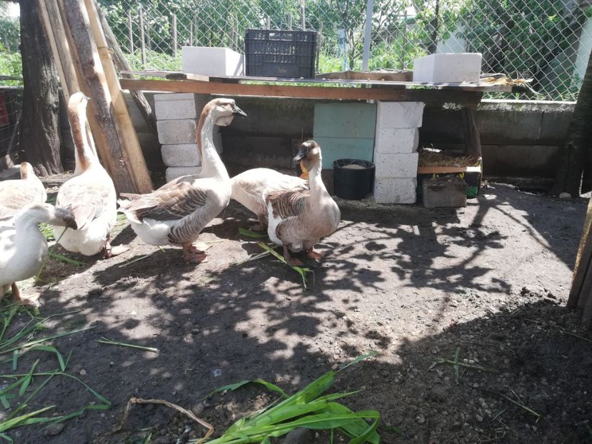  - A1 Gâște Africane matca 2019