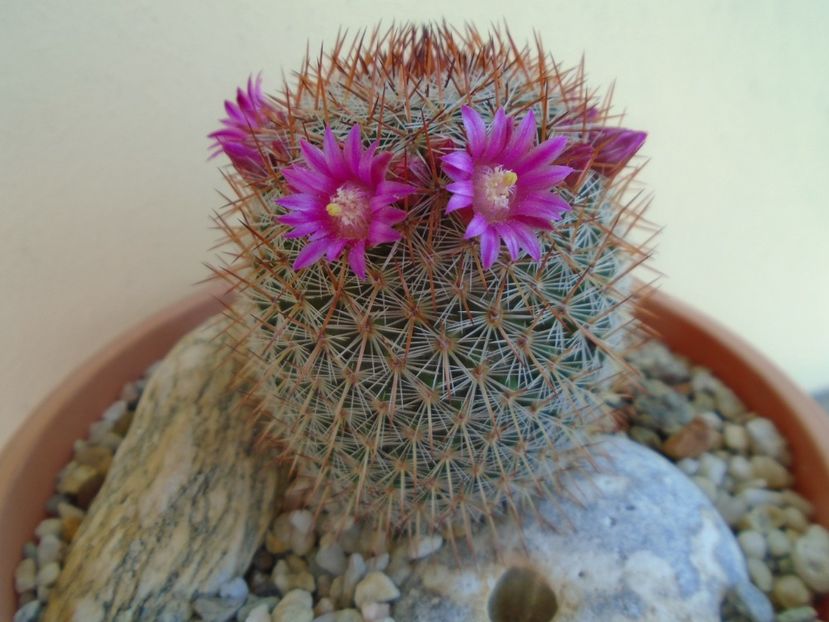 Mammillaria matudae - Cactusi 2019 bis