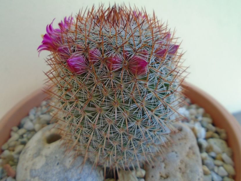 Mammillaria matudae - Cactusi 2019 bis
