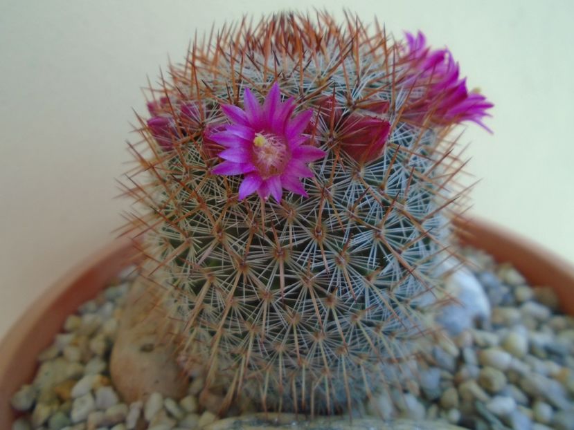 Mammillaria matudae - Cactusi 2019 bis