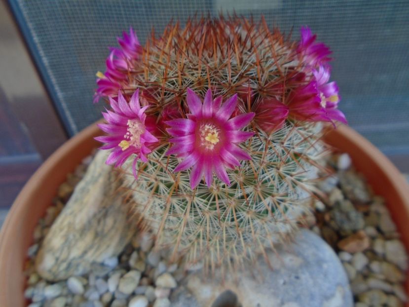 Mammillaria matudae - Cactusi 2019 bis