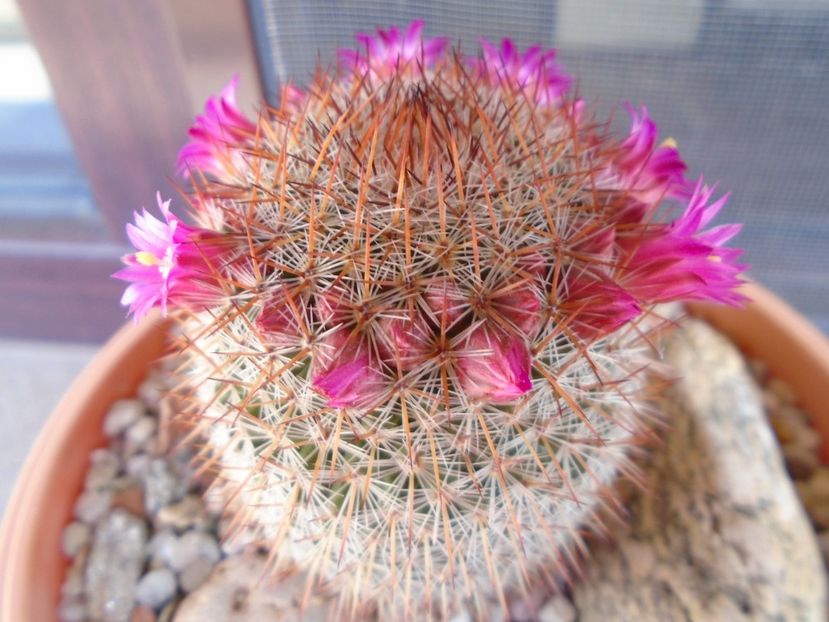 Mammillaria matudae - Cactusi 2019 bis