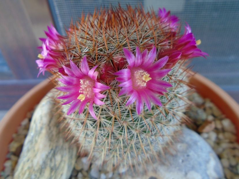 Mammillaria matudae - Cactusi 2019 bis