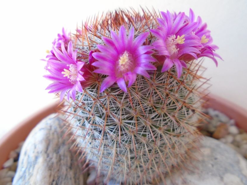 Mammillaria matudae - Cactusi 2019 bis