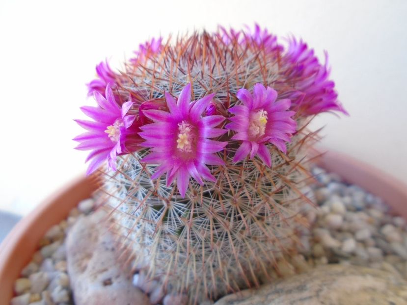 Mammillaria matudae - Cactusi 2019 bis