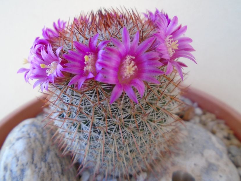 Mammillaria matudae - Cactusi 2019 bis