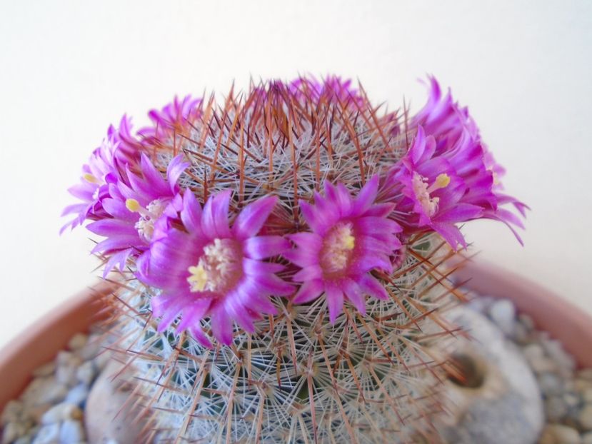 Mammillaria matudae - Cactusi 2019 bis