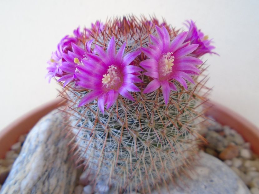 Mammillaria matudae - Cactusi 2019 bis
