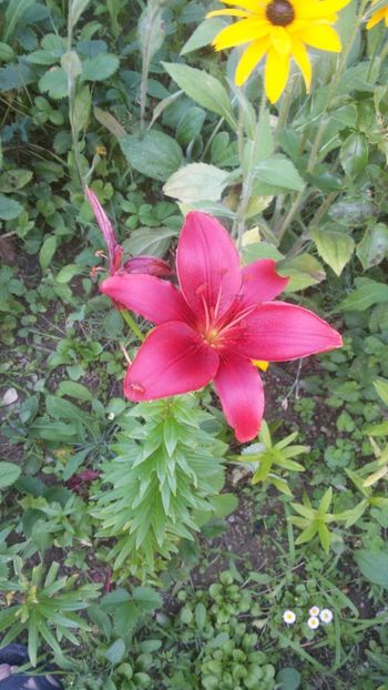 IMG-20190628-WA0004 - CRINI 2019