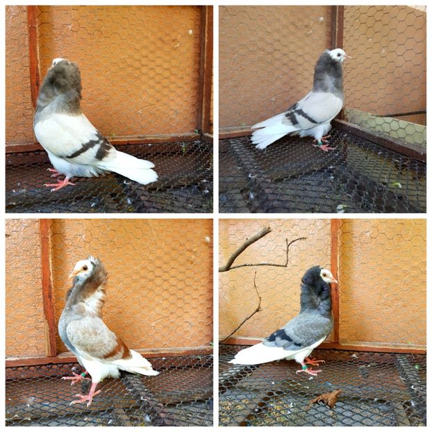 PhotoCollage_1561808018783 - Tineret capucini 2019