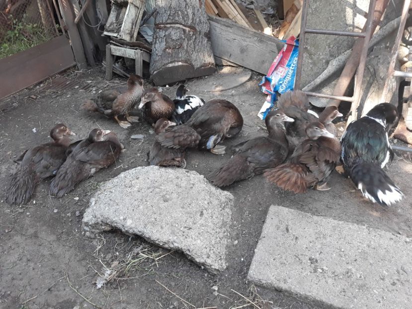  - rate lesesti maro-ciocolatii