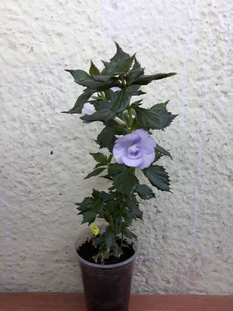 2019 - R20 - Made in Heaven