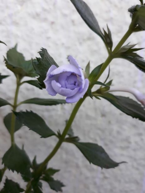  - R20 - Made in Heaven