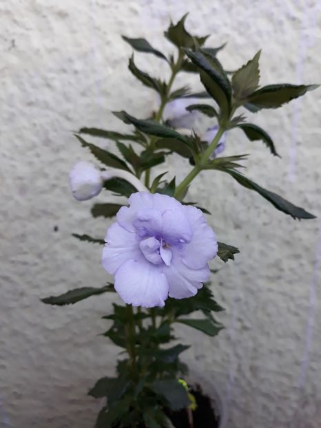  - R20 - Made in Heaven