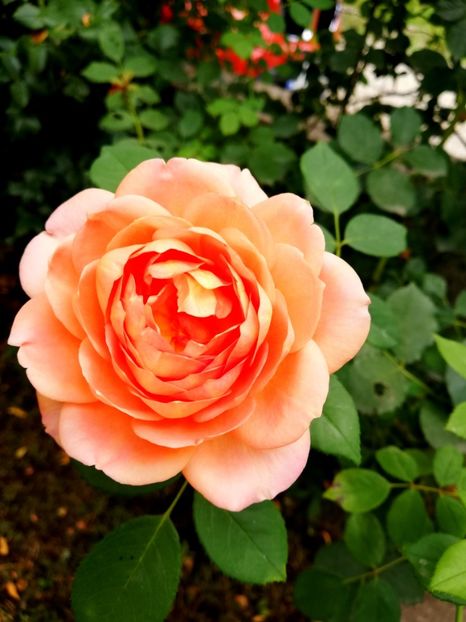  - Lady of Shallot