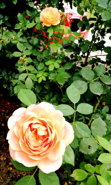  - Lady of Shallot