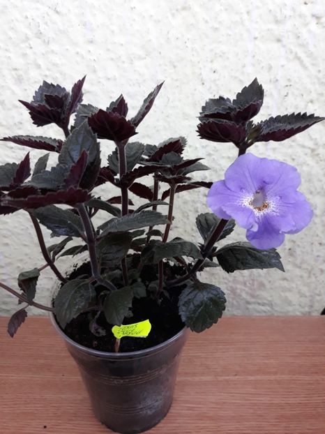 2019 - R19 - Texas Blue Bayou xA