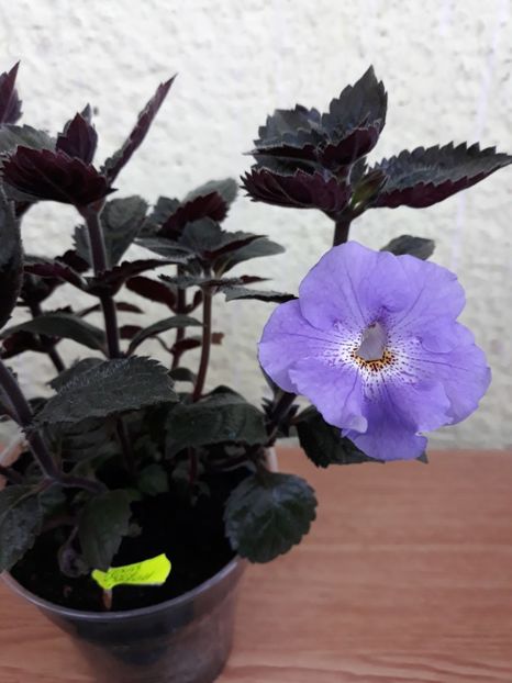  - R19 - Texas Blue Bayou xA