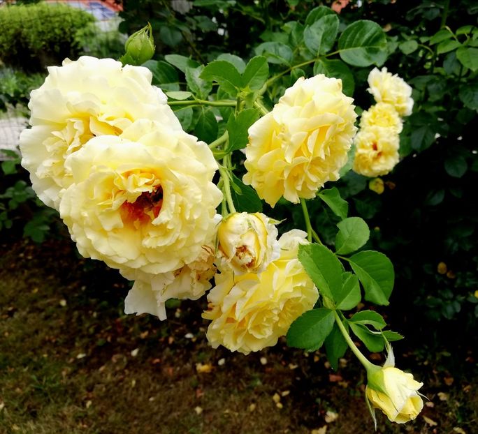  - Cyrano de Bergerac