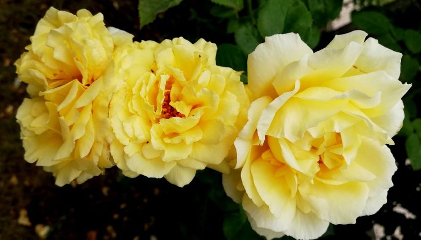  - Cyrano de Bergerac