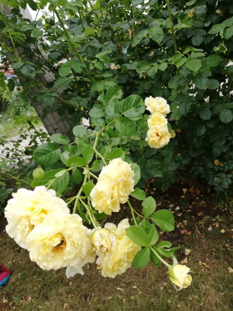  - Cyrano de Bergerac