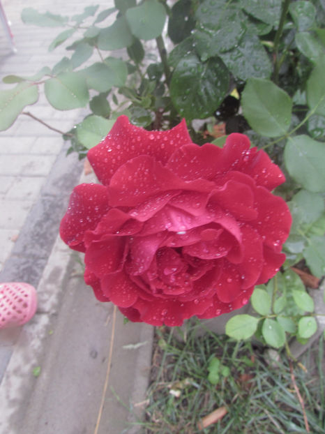  - A A Flori de gradina 2