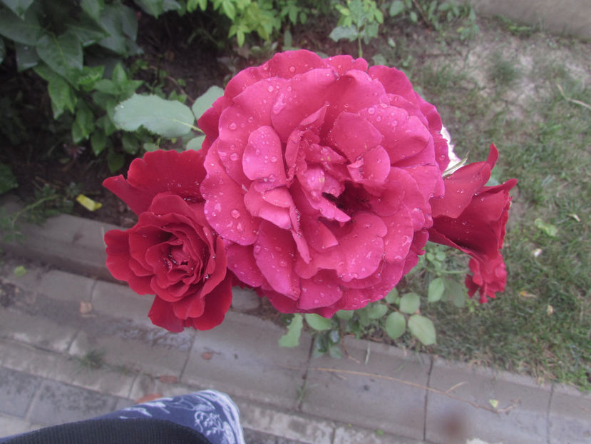  - A A Flori de gradina 2