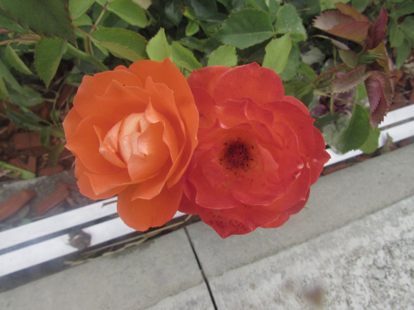  - A A Flori de gradina 2