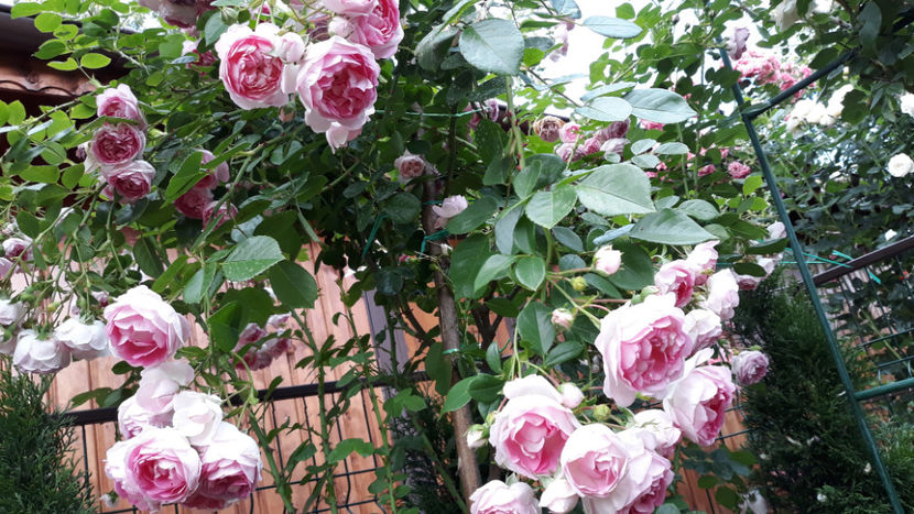  - 1 CASUTA DIN POVESTI SI GRADINA IUNIEI