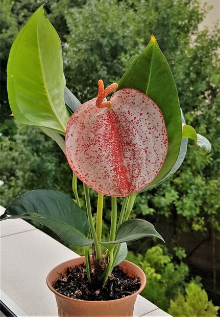  - x Alte plante cu flori