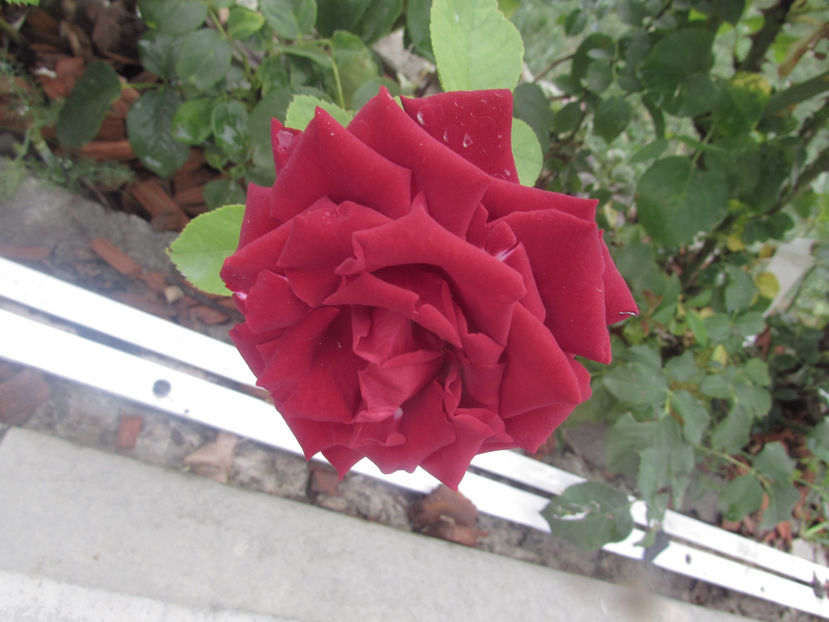 - A A Flori de gradina 2