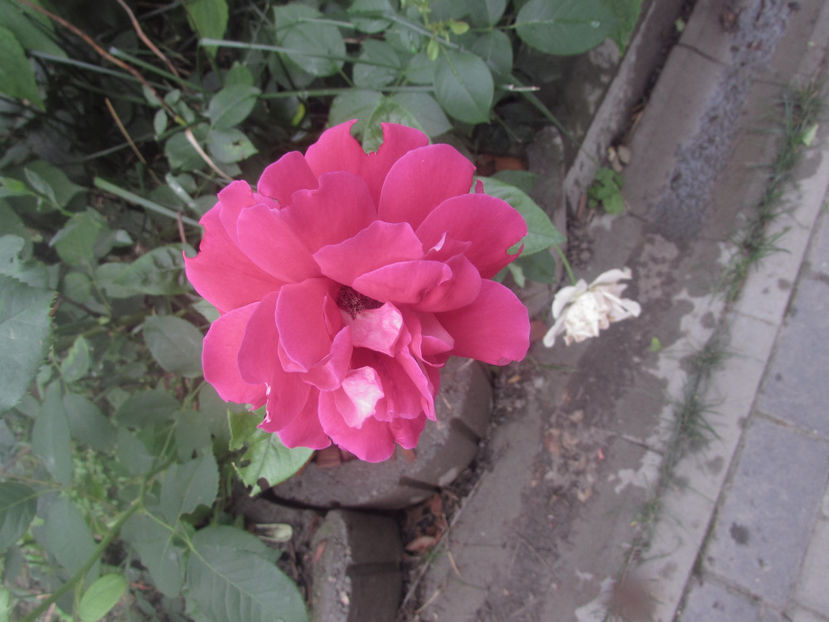 - A A Flori de gradina 2