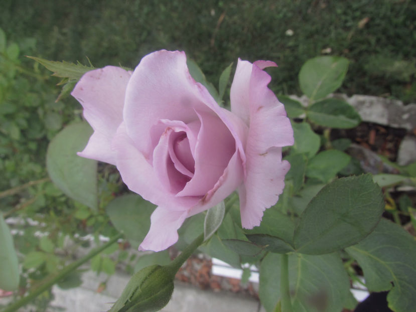  - A A Flori de gradina 2