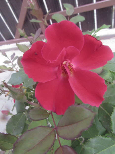  - A A Flori de gradina 2