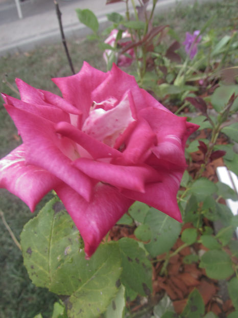 - A A Flori de gradina 2