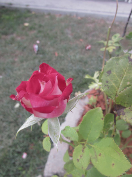  - A A Flori de gradina 2