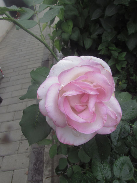  - A A Flori de gradina 2