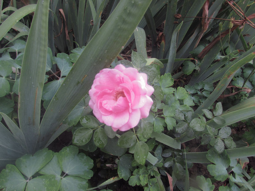  - A A Flori de gradina 2