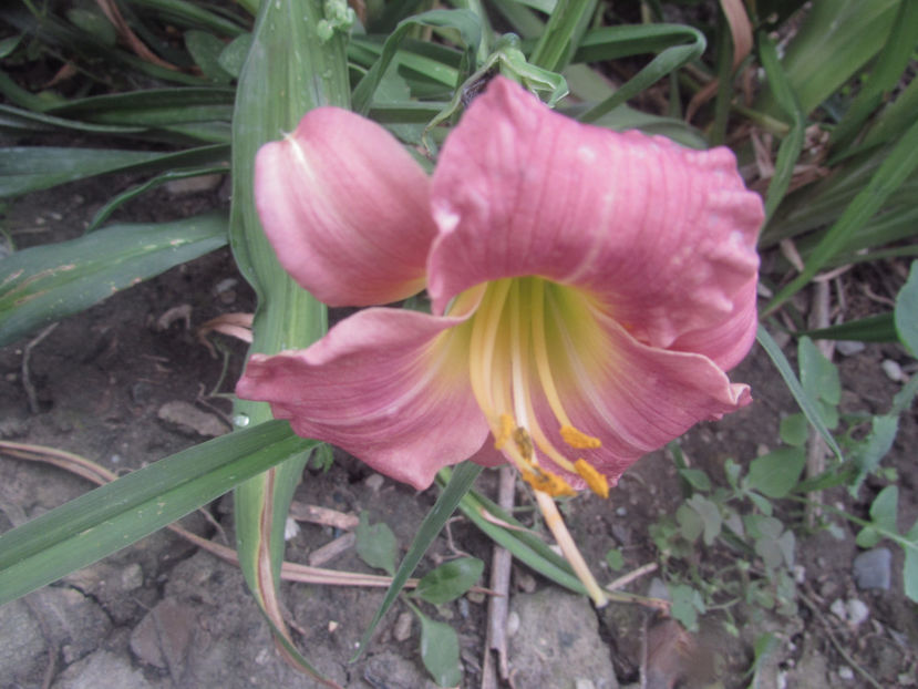  - A A Flori de gradina 2