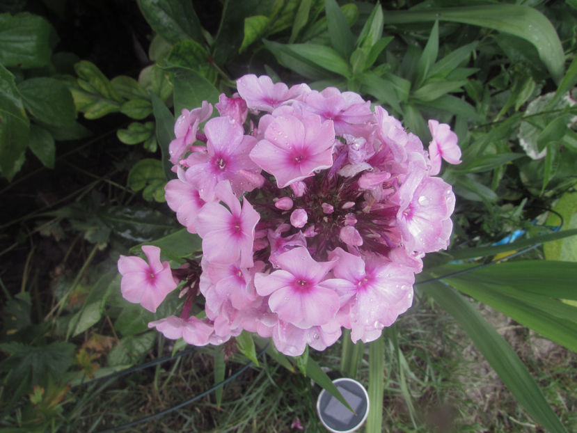  - A A Flori de gradina 2
