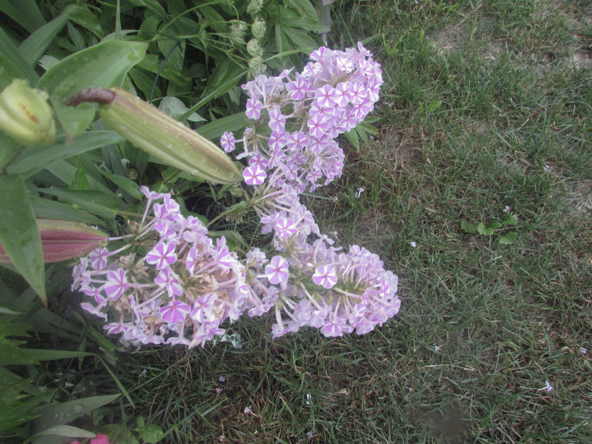  - A A Flori de gradina 2