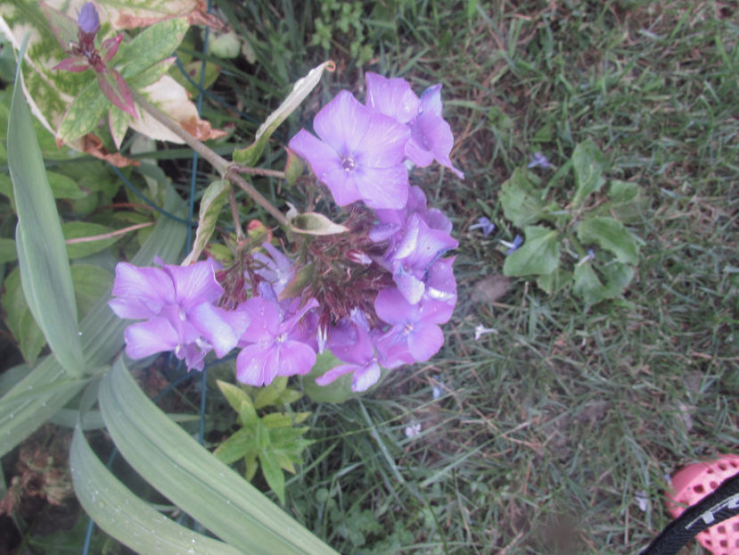  - A A Flori de gradina 2