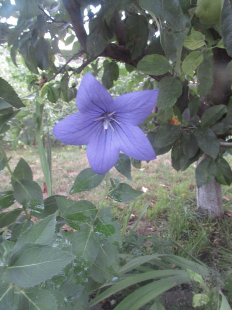  - A A Flori de gradina 2