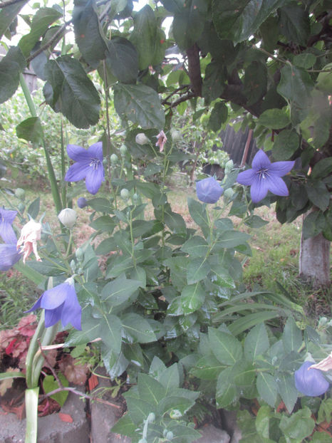  - A A Flori de gradina 2