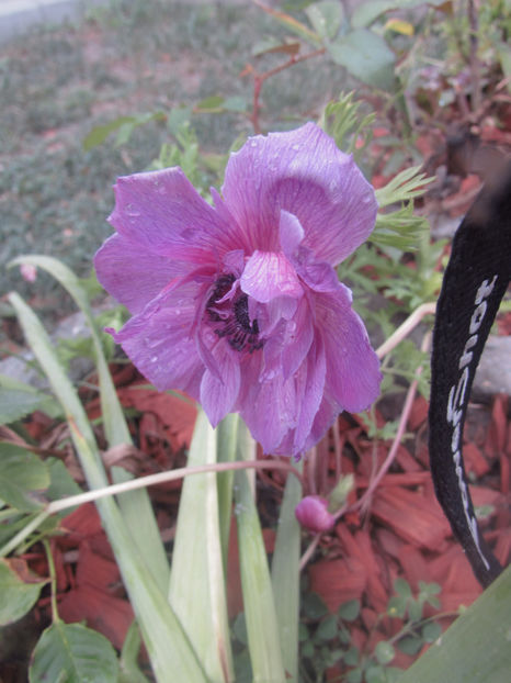  - A A Flori de gradina 2