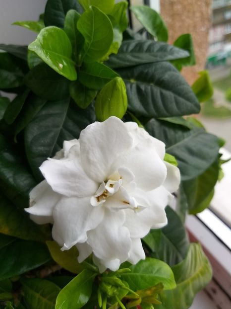 20190501_172846[1] - gardenia