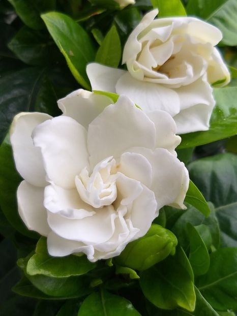 20190508_085107[1] - gardenia