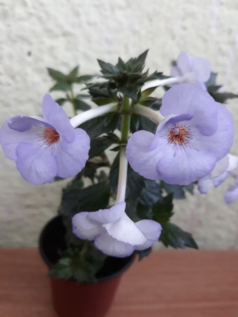  - R21 - Blue Temptation