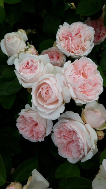  - ST SWITHUN David Austin 3